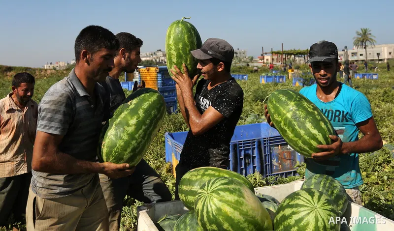 Palestinian farmers collect watermelon from their field in Beit Lahiya in the north of the Gaza strip on July 15, 2017. Photo by Ashraf Amra
