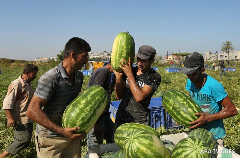 Palestinian farmers collect watermelon from their field in Beit Lahiya in the north of the Gaza strip on July 15, 2017. Photo by Ashraf Amra