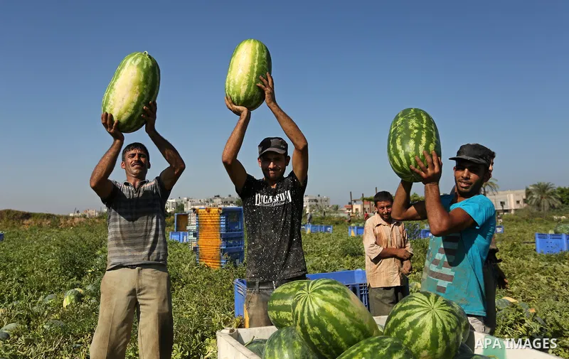 Palestinian farmers collect watermelon from their field in Beit Lahiya in the north of the Gaza strip on July 15, 2017. Photo by Ashraf Amra