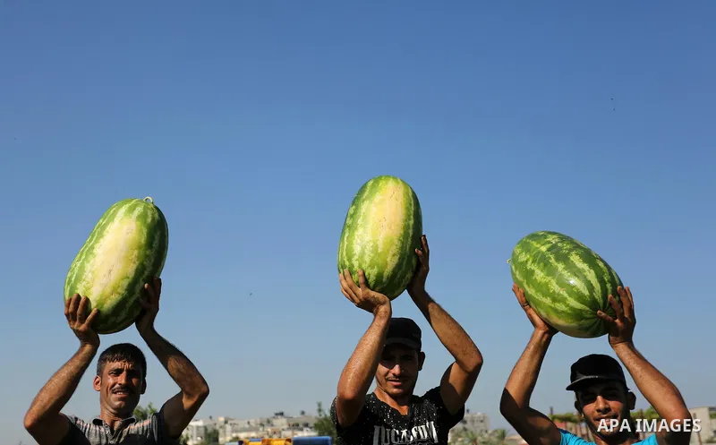 Palestinian farmers collect watermelon from their field in Beit Lahiya in the north of the Gaza strip on July 15, 2017. Photo by Ashraf Amra