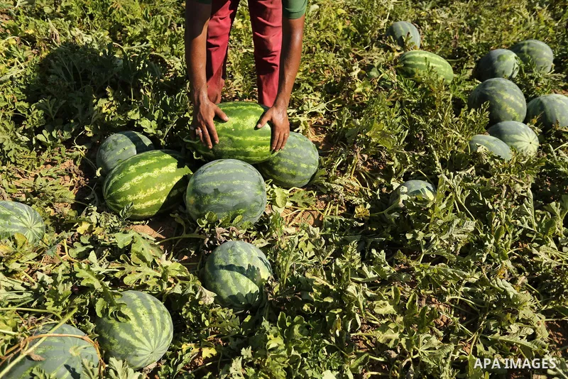 Palestinian farmers collect watermelon from their field in Beit Lahiya in the north of the Gaza strip on July 15, 2017. Photo by Ashraf Amra