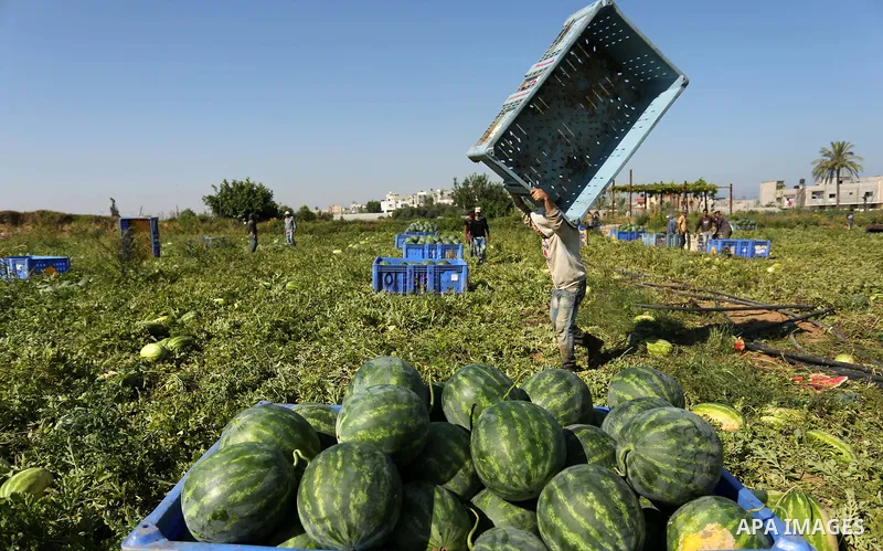 Palestinian farmers collect watermelon from their field in Beit Lahiya in the north of the Gaza strip on July 15, 2017. Photo by Ashraf Amra