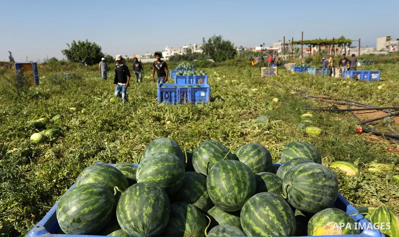 Palestinian farmers collect watermelon from their field in Beit Lahiya in the north of the Gaza strip on July 15, 2017. Photo by Ashraf Amra