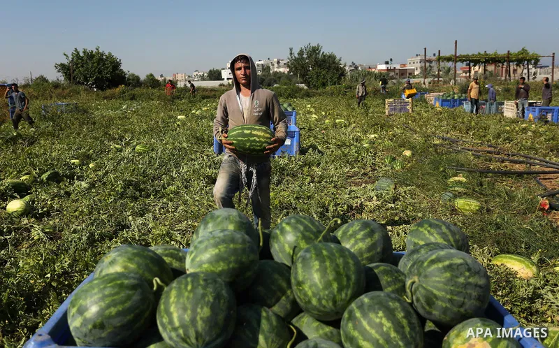 Palestinian farmers collect watermelon from their field in Beit Lahiya in the north of the Gaza strip on July 15, 2017. Photo by Ashraf Amra