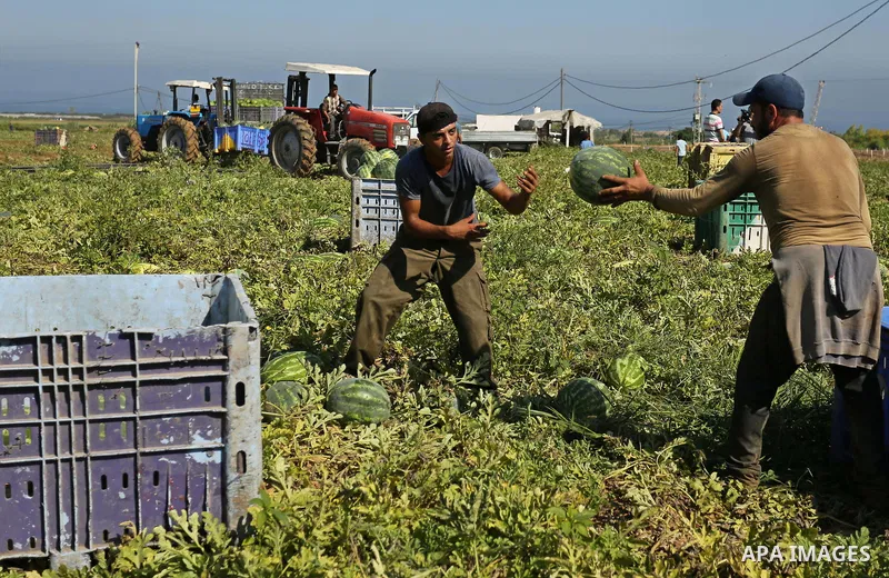 Palestinian farmers collect watermelon from their field in Beit Lahiya in the north of the Gaza strip on July 15, 2017. Photo by Ashraf Amra