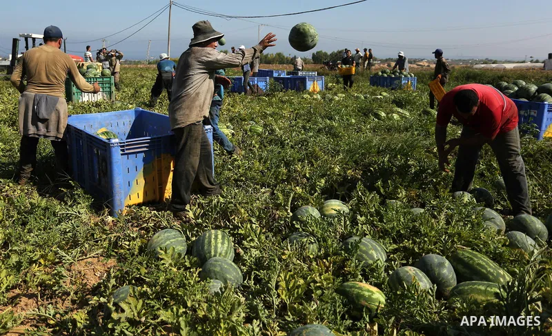 Palestinian farmers collect watermelon from their field in Beit Lahiya in the north of the Gaza strip on July 15, 2017. Photo by Ashraf Amra