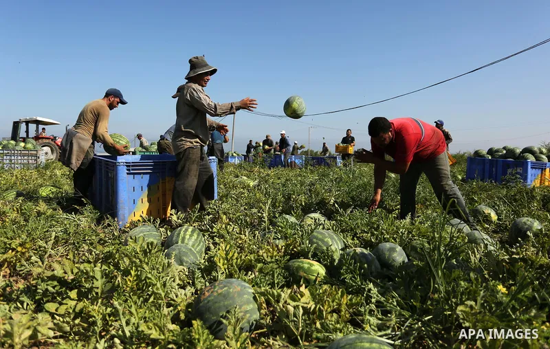 Palestinian farmers collect watermelon from their field in Beit Lahiya in the north of the Gaza strip on July 15, 2017. Photo by Ashraf Amra