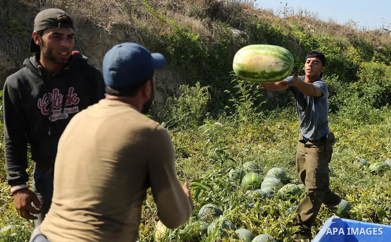 Palestinian farmers collect watermelon from their field in Beit Lahiya in the north of the Gaza strip on July 15, 2017. Photo by Ashraf Amra
