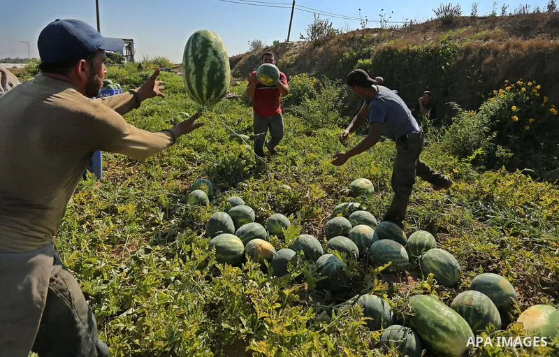 Palestinian farmers collect watermelon from their field in Beit Lahiya in the north of the Gaza strip on July 15, 2017. Photo by Ashraf Amra