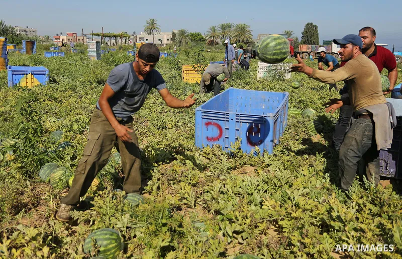 Palestinian farmers collect watermelon from their field in Beit Lahiya in the north of the Gaza strip on July 15, 2017. Photo by Ashraf Amra