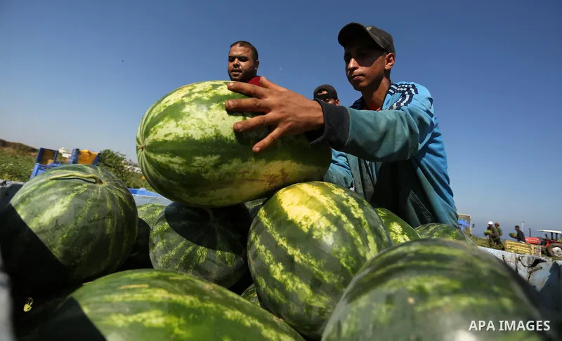 Palestinian farmers collect watermelon from their field in Beit Lahiya in the north of the Gaza strip on July 15, 2017. Photo by Ashraf Amra