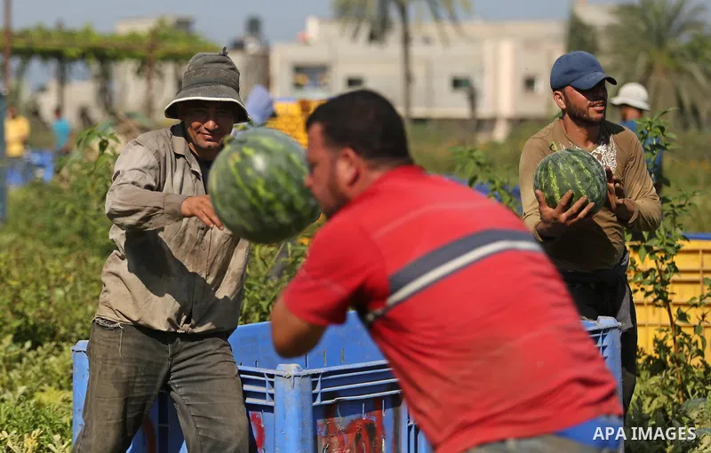Palestinian farmers collect watermelon from their field in Beit Lahiya in the north of the Gaza strip on July 15, 2017. Photo by Ashraf Amra