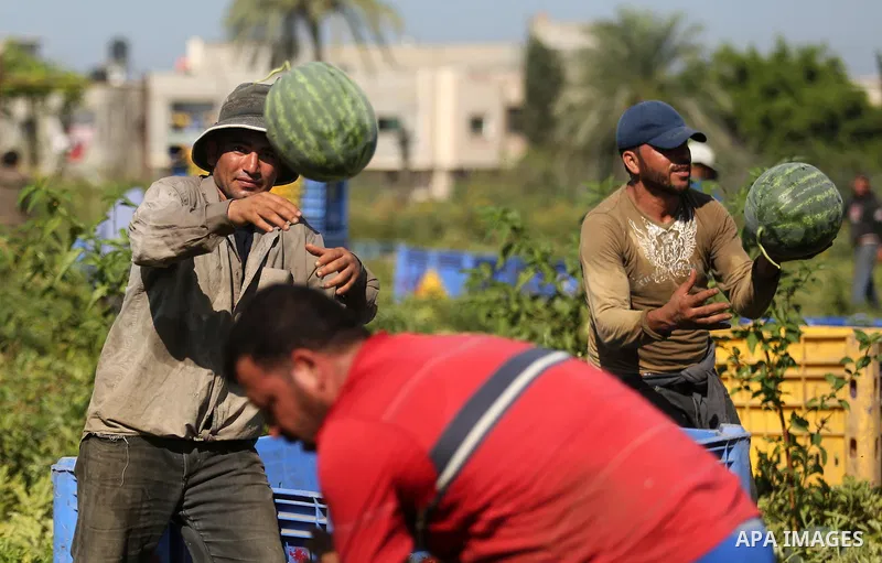 Palestinian farmers collect watermelon from their field in Beit Lahiya in the north of the Gaza strip on July 15, 2017. Photo by Ashraf Amra
