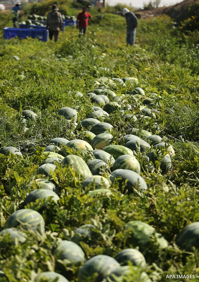 Palestinian farmers collect watermelon from their field in Beit Lahiya in the north of the Gaza strip on July 15, 2017. Photo by Ashraf Amra