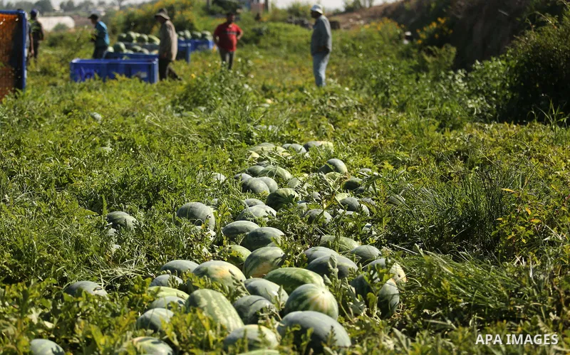 Palestinian farmers collect watermelon from their field in Beit Lahiya in the north of the Gaza strip on July 15, 2017. Photo by Ashraf Amra