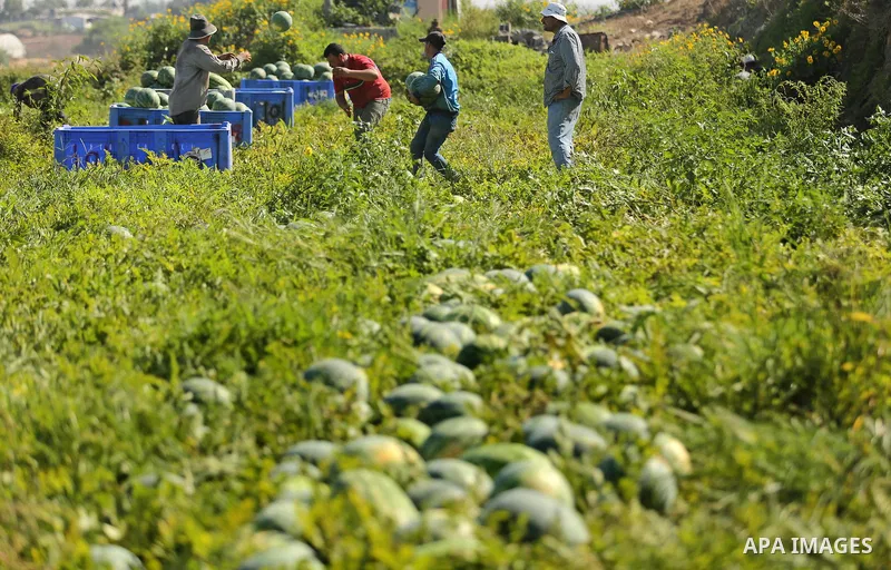 Palestinian farmers collect watermelon from their field in Beit Lahiya in the north of the Gaza strip on July 15, 2017. Photo by Ashraf Amra