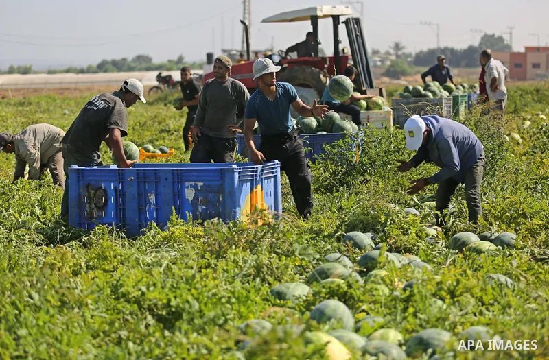 Palestinian farmers collect watermelon from their field in Beit Lahiya in the north of the Gaza strip on July 15, 2017. Photo by Ashraf Amra