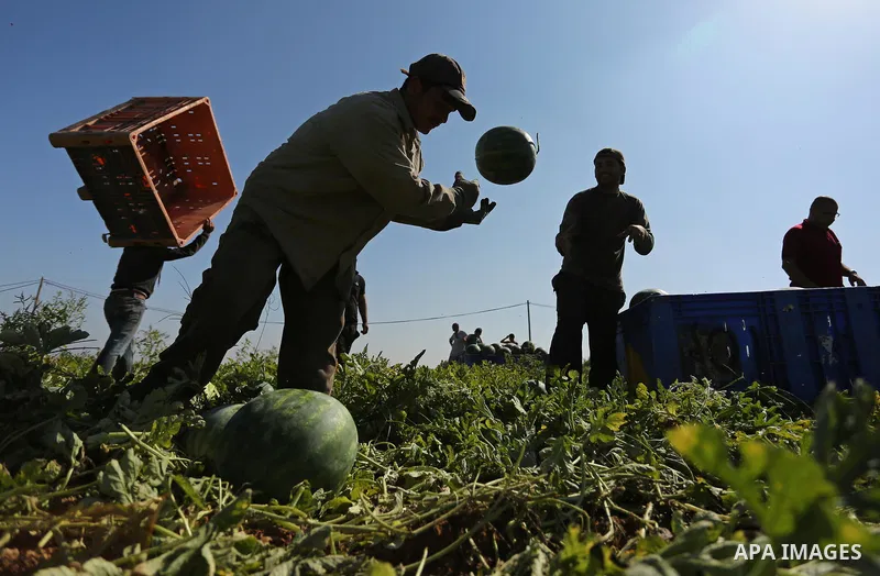 Palestinian farmers collect watermelon from their field in Beit Lahiya in the north of the Gaza strip on July 15, 2017. Photo by Ashraf Amra