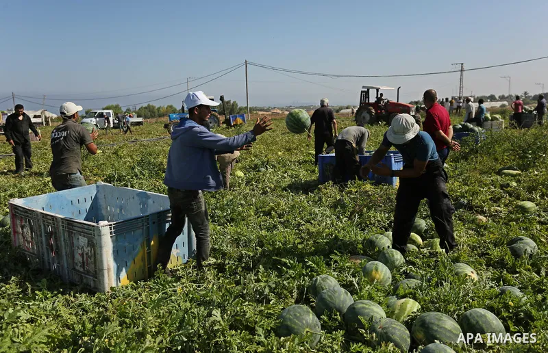 Palestinian farmers collect watermelon from their field in Beit Lahiya in the north of the Gaza strip on July 15, 2017. Photo by Ashraf Amra