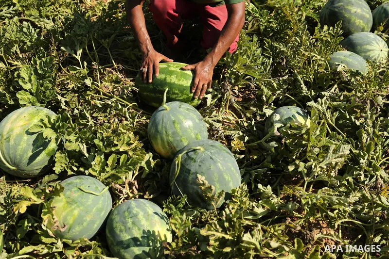 Palestinian farmers collect watermelon from their field in Beit Lahiya in the north of the Gaza strip on July 15, 2017. Photo by Ashraf Amra