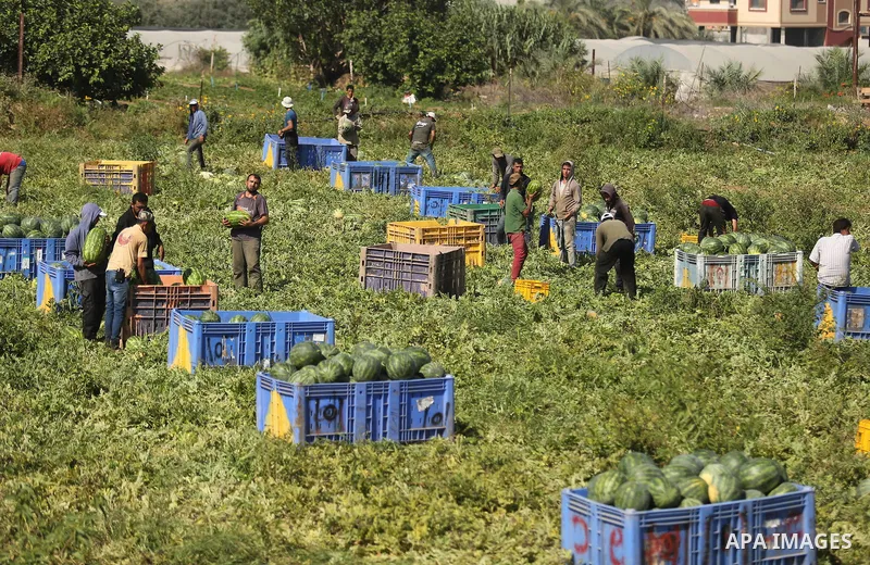 Palestinian farmers collect watermelon from their field in Beit Lahiya in the north of the Gaza strip on July 15, 2017. Photo by Ashraf Amra