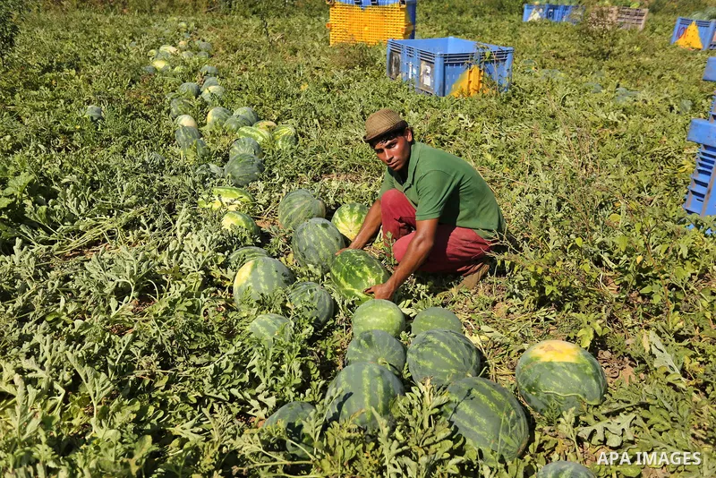 Palestinian farmers collect watermelon from their field in Beit Lahiya in the north of the Gaza strip on July 15, 2017. Photo by Ashraf Amra