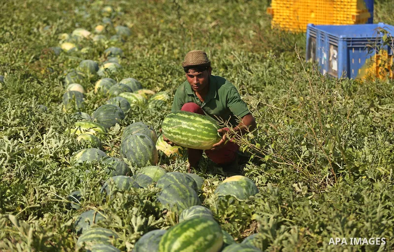 Palestinian farmers collect watermelon from their field in Beit Lahiya in the north of the Gaza strip on July 15, 2017. Photo by Ashraf Amra