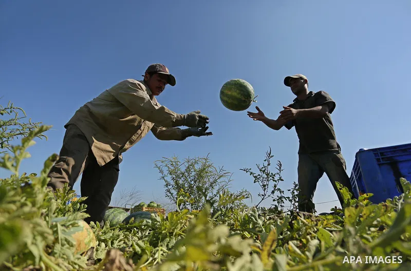 Palestinian farmers collect watermelon from their field in Beit Lahiya in the north of the Gaza strip on July 15, 2017. Photo by Ashraf Amra