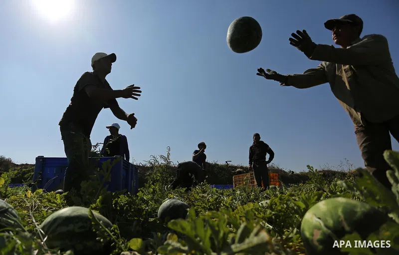 Palestinian farmers collect watermelon from their field in Beit Lahiya in the north of the Gaza strip on July 15, 2017. Photo by Ashraf Amra