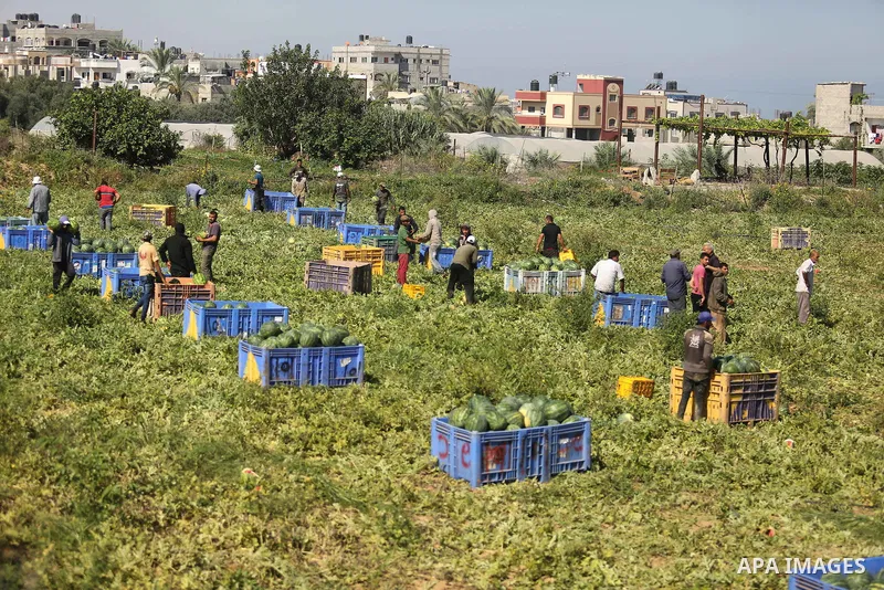 Palestinian farmers collect watermelon from their field in Beit Lahiya in the north of the Gaza strip on July 15, 2017. Photo by Ashraf Amra