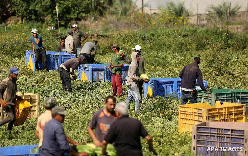 Palestinian farmers collect watermelon from their field in Beit Lahiya in the north of the Gaza strip on July 15, 2017. Photo by Ashraf Amra