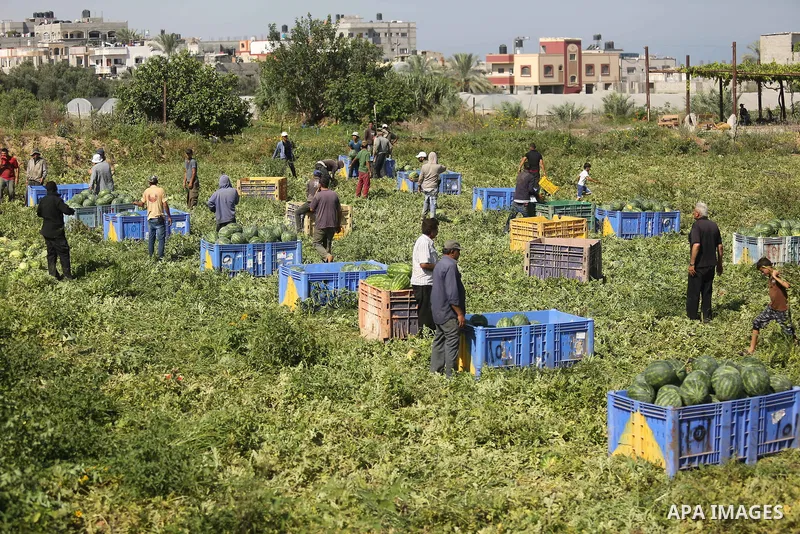 Palestinian farmers collect watermelon from their field in Beit Lahiya in the north of the Gaza strip on July 15, 2017. Photo by Ashraf Amra