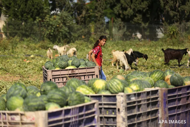 A Palestinian girl eats a watermelon in Beit Lahiya in the north of the Gaza strip on July 15, 2017. Photo by Ashraf Amra