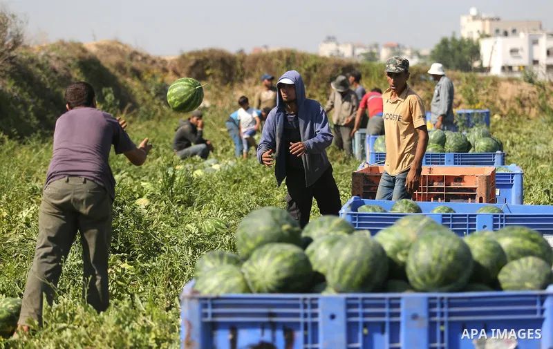 Palestinian farmers collect watermelon from their field in Beit Lahiya in the north of the Gaza strip on July 15, 2017. Photo by Ashraf Amra