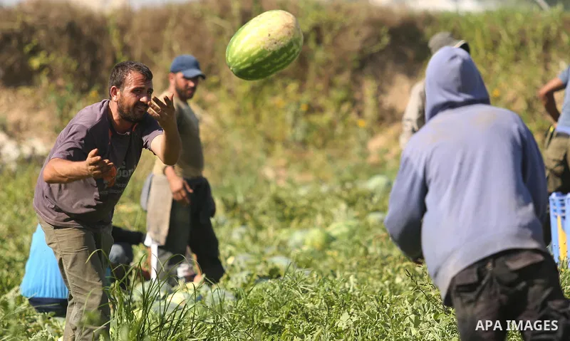 Palestinian farmers collect watermelon from their field in Beit Lahiya in the north of the Gaza strip on July 15, 2017. Photo by Ashraf Amra