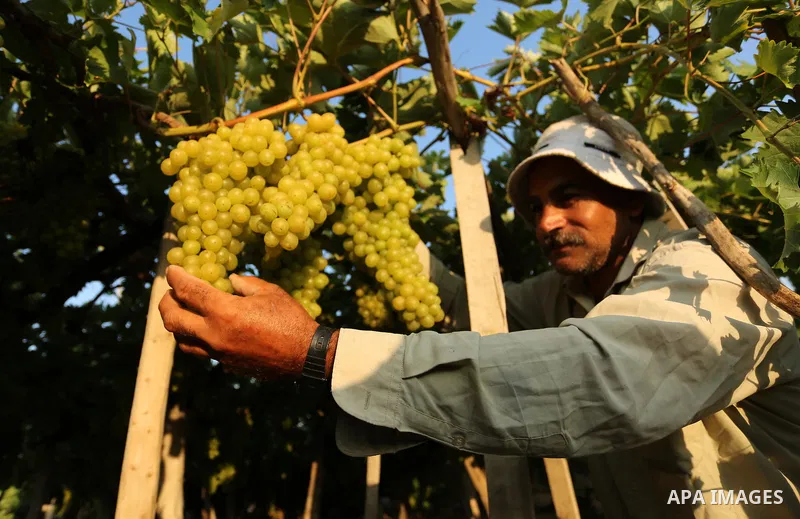 A Palestinian farmer collects grapes during harvest season at a vineyard in Gaza city on July 18, 2017. Photo by Ashraf Amra