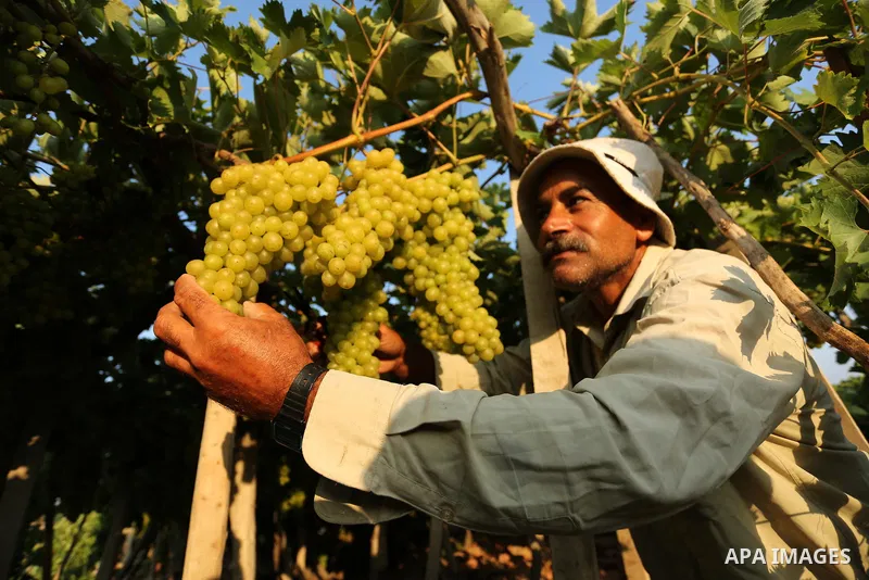 A Palestinian farmer collects grapes during harvest season at a vineyard in Gaza city on July 18, 2017. Photo by Ashraf Amra