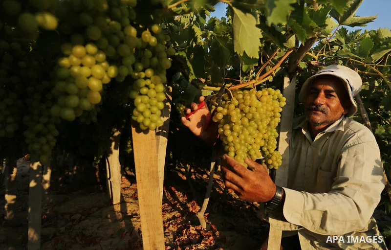 A Palestinian farmer collects grapes during harvest season at a vineyard in Gaza city on July 18, 2017. Photo by Ashraf Amra