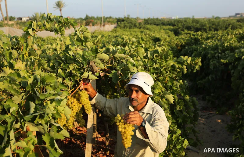 A Palestinian farmer collects grapes during harvest season at a vineyard in Gaza city on July 18, 2017. Photo by Ashraf Amra