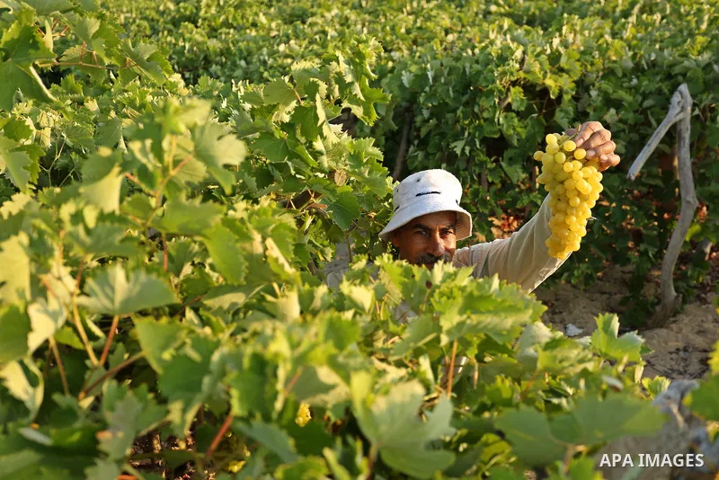 A Palestinian farmer collects grapes during harvest season at a vineyard in Gaza city on July 18, 2017. Photo by Ashraf Amra