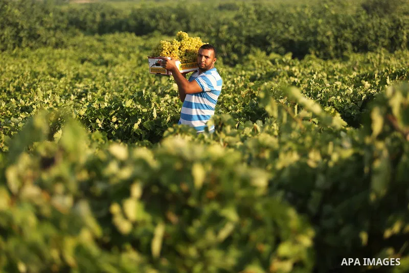 A Palestinian farmer collects grapes during harvest season at a vineyard in Gaza city on July 18, 2017. Photo by Ashraf Amra