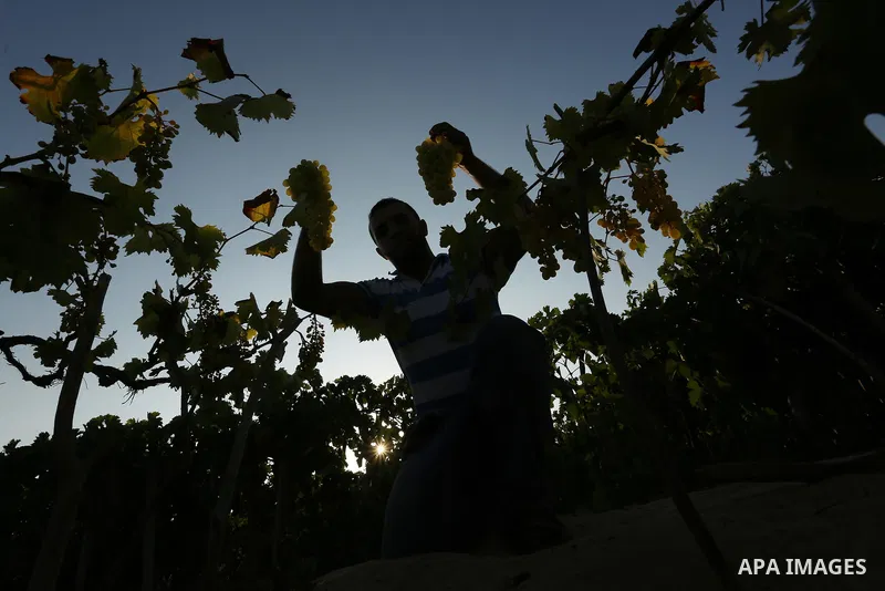 A Palestinian farmer collects grapes during harvest season at a vineyard in Gaza city on July 18, 2017. Photo by Ashraf Amra