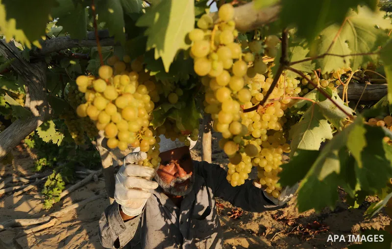 A Palestinian farmer collects grapes during harvest season at a vineyard in Gaza city on July 18, 2017. Photo by Ashraf Amra