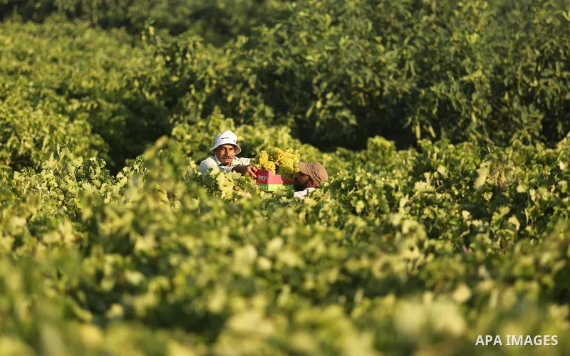 A Palestinian farmer collects grapes during harvest season at a vineyard in Gaza city on July 18, 2017. Photo by Ashraf Amra