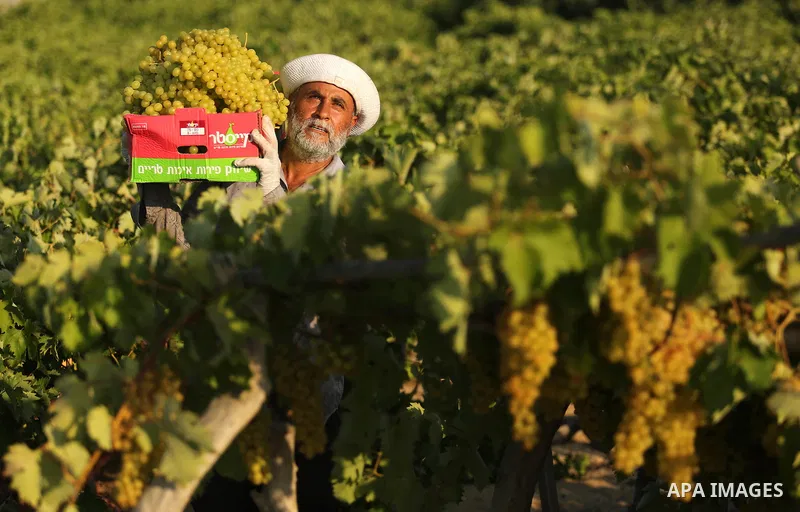 A Palestinian farmer collects grapes during harvest season at a vineyard in Gaza city on July 18, 2017. Photo by Ashraf Amra