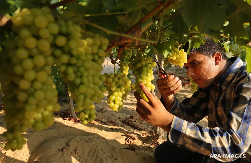 A Palestinian farmer collects grapes during harvest season at a vineyard in Gaza city on July 18, 2017. Photo by Ashraf Amra