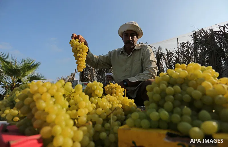 A Palestinian farmer collects grapes during harvest season at a vineyard in Gaza city on July 18, 2017. Photo by Ashraf Amra