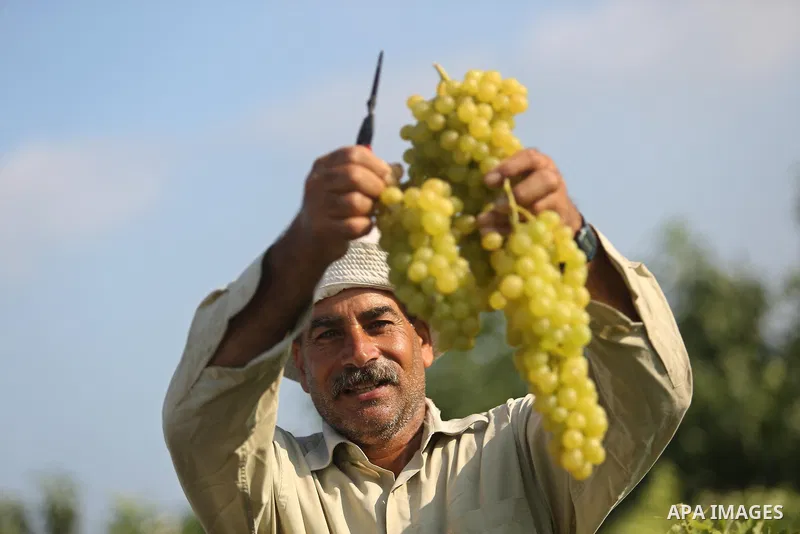 A Palestinian farmer collects grapes during harvest season at a vineyard in Gaza city on July 18, 2017. Photo by Ashraf Amra