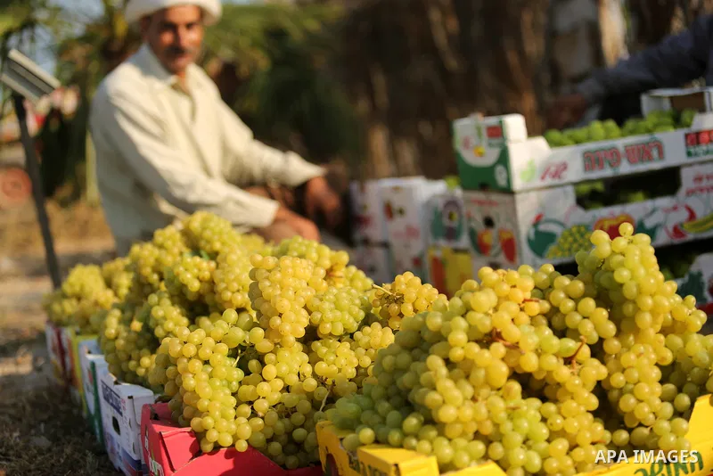 A Palestinian farmer collects grapes during harvest season at a vineyard in Gaza city on July 18, 2017. Photo by Ashraf Amra