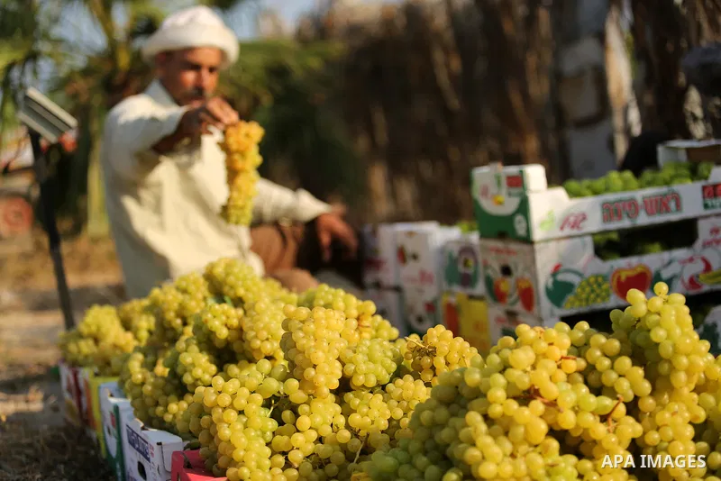 A Palestinian farmer collects grapes during harvest season at a vineyard in Gaza city on July 18, 2017. Photo by Ashraf Amra